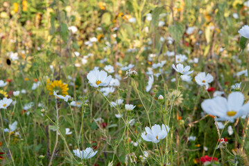 Bloomind white cosmos floweres, colorful meadow background
