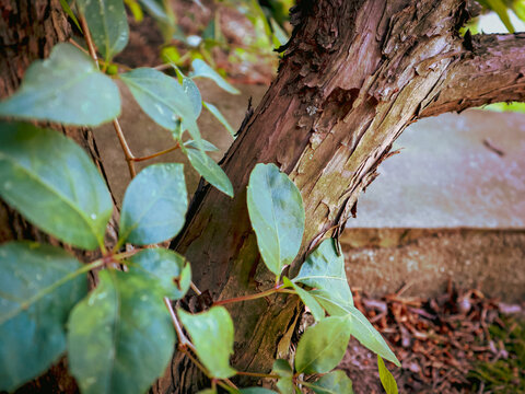 HOJAS VERDES Y TRONCO DE ARBOL