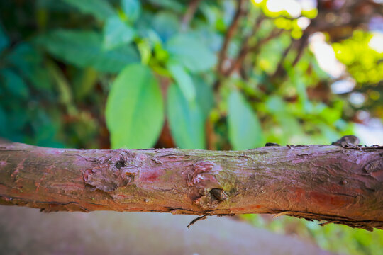 RAMAS VERDES Y TRONCO DE ARBOL
