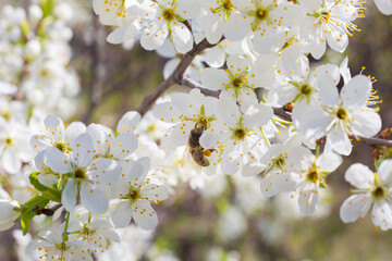Fototapeta premium Flowers of the cherry blossoms on a spring