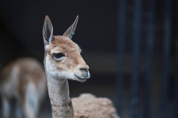 Llama mirando a un lado