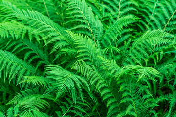Bush of fresh vibrant green fern leaves