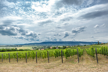 Fototapeta na wymiar Balaton wine region