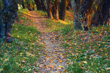 bright colorful autumn forest landscape at sunset - path between the trees and beautiful sunlight