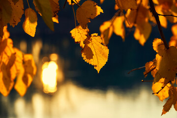 close-up view of leaves and branches at sunset, colorful autumn forest, trees near river, bright sunlight reflected in water