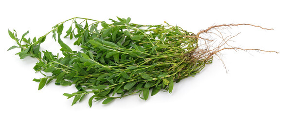 Bunch of green knotweed.