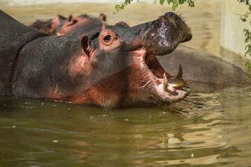 Hipopotamo en charco comiendo