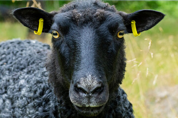 Close up of a black sheep looking into the camera