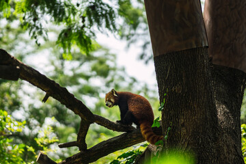Panda rojo sobre arbol