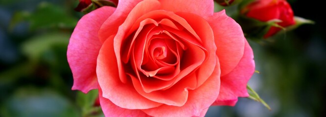Red Rose macro shot with dark background