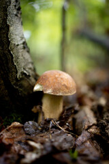 White mushrooms in the woods, on a background of leaves, bright sunlight. Boletus. Mushroom