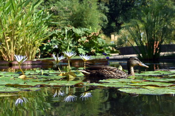 Ente in Seerosenteich im Botanischen Garten in Freiburg
