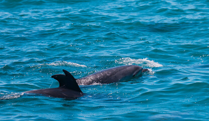 Fototapeta premium Pair of dolphins in Bay of Islands, New Zealand