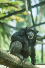 Chimpancé en rama de árbol