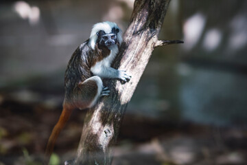 Tamarino cabeza de algodón