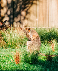 Wallaby on field