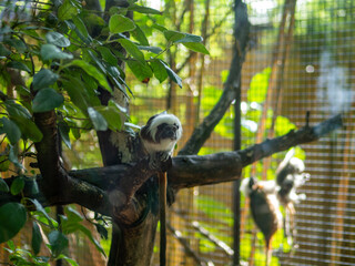 Obraz premium Tamarino cabeza de algodón