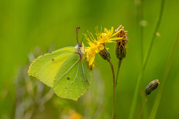 Close up of a Brimstone butterfly on a yellow flower