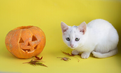 Funny pumpkin on a yellow background next to a white cat, looking at the camera.The Concept Of Halloween