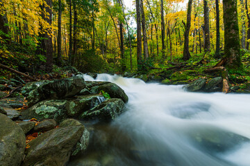 stream in the forest