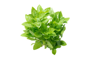Basil in a pot isolated on white background.