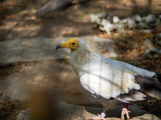 Buitre egipcio en el suelo