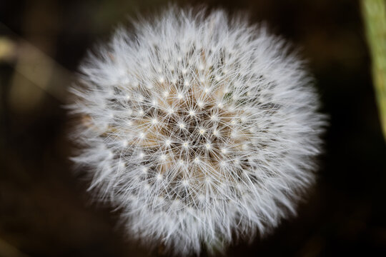 dandelion seed head