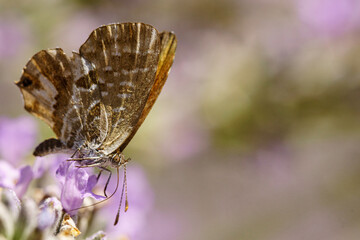 Papillon.