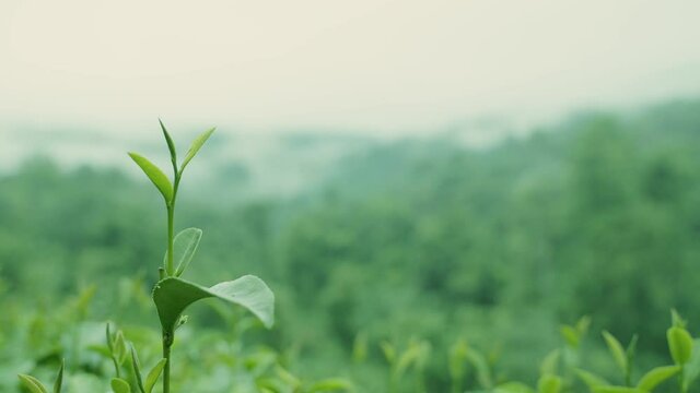Top of Tea Leaf in Tea Plantation Field  