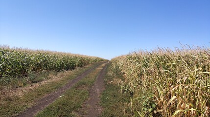 Obraz premium field, road to field, corn field