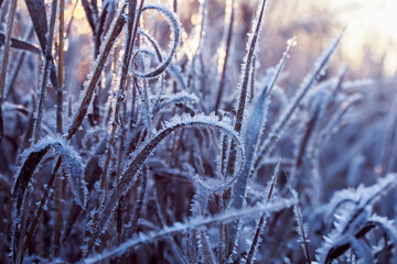 natural background with grass covered with frost crystals in morning sunlight in lilac tones