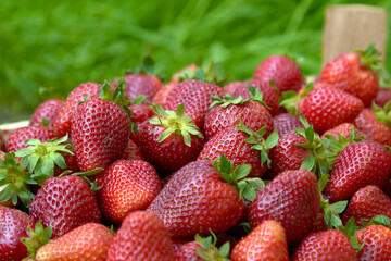 strawberry berry close-up on the background of nature