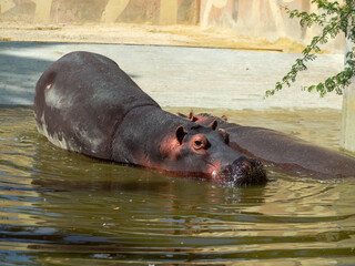 Fototapeta premium Hipopótamos en un lago nadando, bebiendo y comiendo 