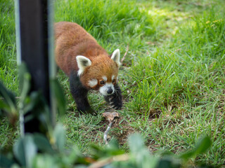 Naklejka premium Panda rojo en el césped 