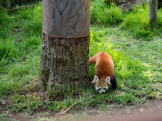 Panda rojo en el césped 