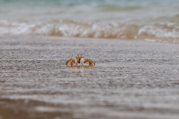 the big crab runs fast on the beach sand and there are waves in the sea