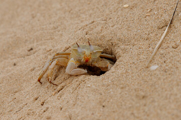 a large crab emerged from a cave sunbathing on the beach