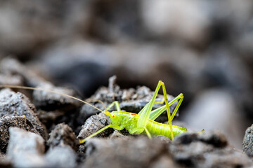 Green Grasshopper on Crushed Rock