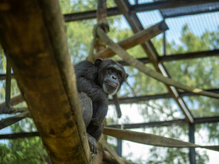 Mono en una rama de un árbol en un zoológico 
