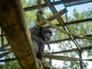 Mono en una rama de un árbol en un zoológico 