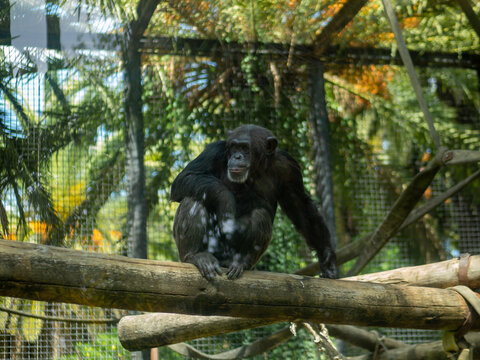 Mono en una rama de un &radic;&deg;rbol en un zool&radic;&ge;gico
