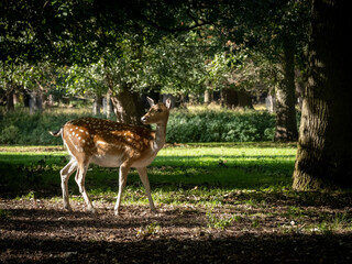 deer in the woods