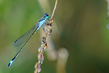 Agrion.