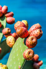 Prickly pear on the Italian coastline in Apulia