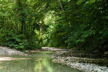 Clear mountain creek in the greenery subtropical forest. Northern Caucasia. Krasnodar Krai Russia.