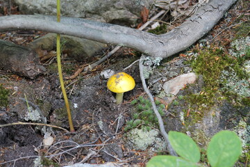Champignon sauvage - Canyon Ste-Anne