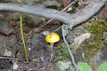 Champignon sauvage - Canyon Ste-Anne