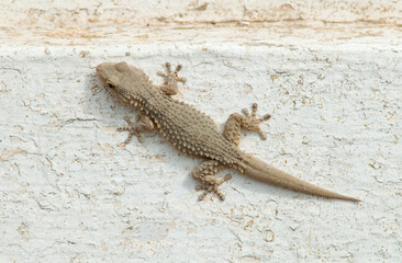 Kind of lizard basking in the sun