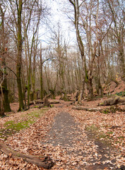 Dry logs in autumn forest