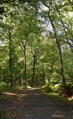 Fototapeta premium Park,aleja spacerowa